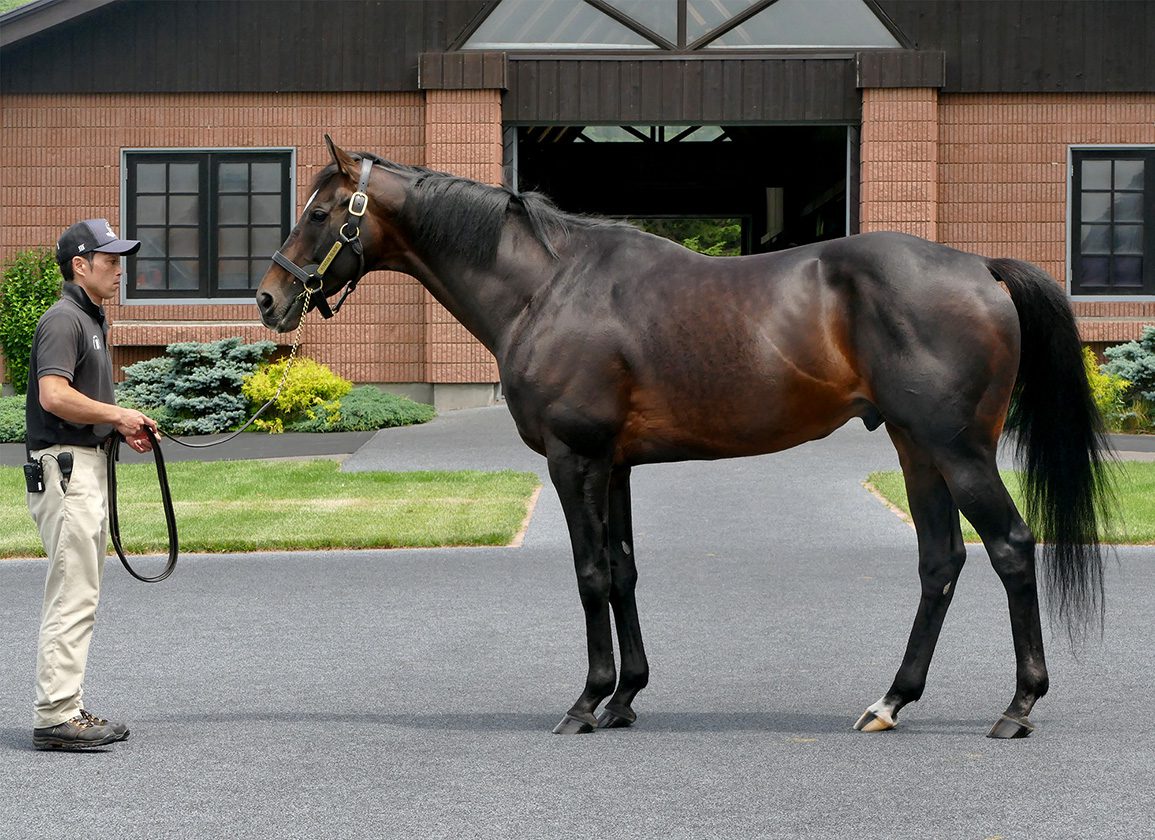Kitasan Black sebagai stallion berdiri gagah bersama handler di depan kandang peternakan
