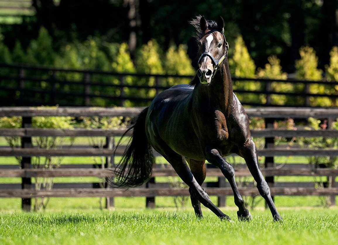 Kitasan Black - kuda asli berlari bebas di padang rumput hijau