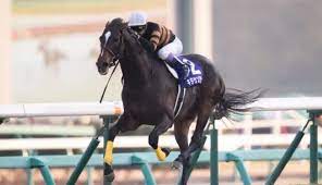 Foto profil Kitasan Black - kuda asli berdiri di padang rumput hijau