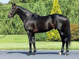 Kitasan Black dengan joki bernomor 4 sedang berjalan di area paddock sebelum balapan